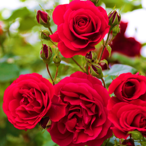 Khimdisru rose