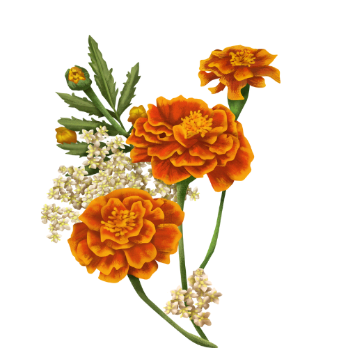 Genda (marigold)
