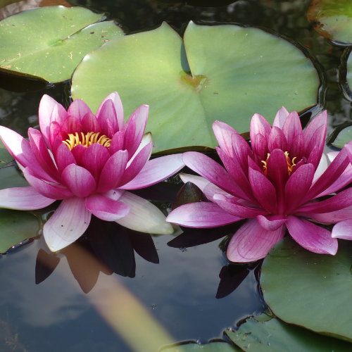 Pamibar Lotus